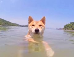 おっ柴犬が犬かきで泳いどるやんけ！→よく見たら「えっ、マジかよ…！？」
