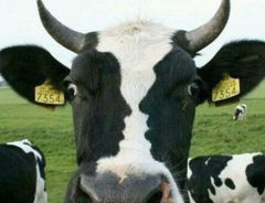 この牛は他の牛より『情熱的』  その理由わかる？
