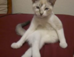 子猫が足を組んで色っぽいポーズ！　「うっふ～ん」不意打ちにクラリ