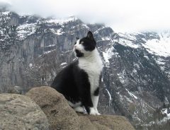 山で迷子になってしまった男性　助けてくれた命の恩人は…猫？