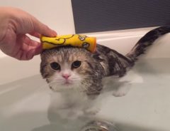 「は～極楽にゃ～」飼い主さんと一緒にお風呂に入るのが大好きなネコ♪