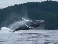 ザトウクジラが至近距離でジャンプ！　あまりのダイナミックさに驚く