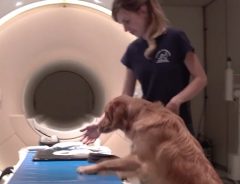 犬の脳をMRIでスキャンしたら…人の言葉の『裏』にある『感情』も理解していると判明