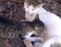 愛おしさが溢れる　母猫のお腹をさすりながら、おっぱいを飲む子猫
