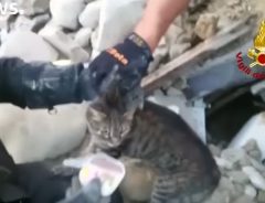 イタリア地震から１６日後の奇跡　がれきの中から２匹の猫が救出される