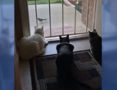 鳥を無心で見ている猫３匹　このあと予想外の襲撃に遭う！！