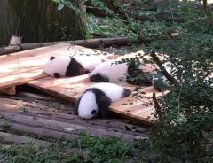 寝ている子パンダたちが可愛すぎる…なんだこの生き物はー！！【３枚】