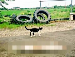 「台湾の友達から、愛猫の写真が来たんだけど」え、コレ…猫？えっ…？？？