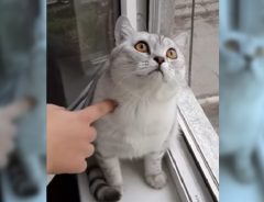 猫、窓の外を見つめて集中！　動かざること、ぬいぐるみのごとし