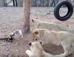 ワンコ最強説…　自分より大きいライオンたちを圧倒する子犬