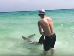 サメを引っ張って砂浜に連れてこようとする男性　また虐待か…と思ったら？