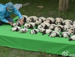 中国・成都で２３頭のパンダの赤ちゃん誕生！　お披露目の様子が大変だ♡【７枚】
