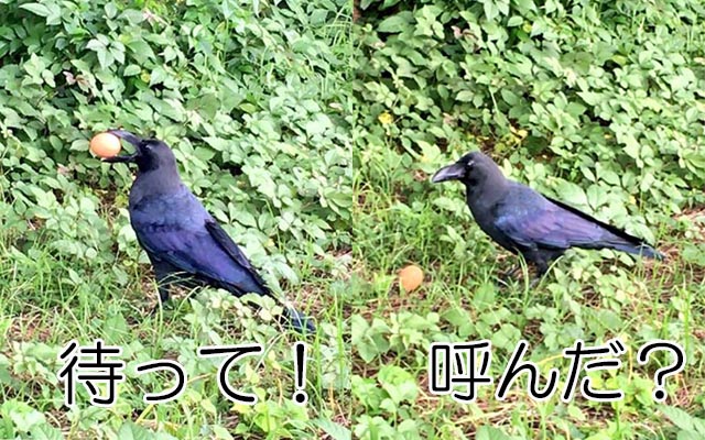 私 待って カラス ん 呼んだ 飛び立とうとするカラスを引き止めたら Grape グレイプ