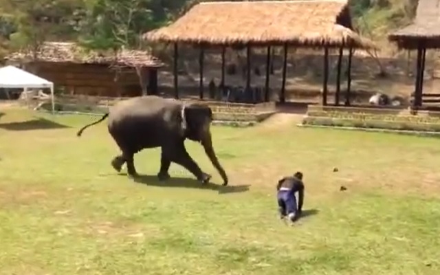 象使いを襲うフリ 象が怒りながら助けに来た Grape グレイプ