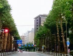 東京オリンピックの影響で街路樹が伐採 守る声が広まる