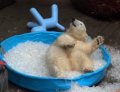 「ひゃっほー！」アメリカ生まれのシロクマの赤ちゃん　氷のプールで大はしゃぎ！