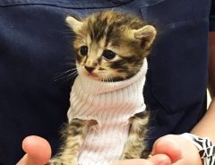 ハリケーンマシューから救出された子猫　靴下のセーターと新しい家族に出会う！