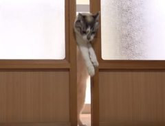 引き戸が開けられない猫　ユニークな動きで強行突破！
