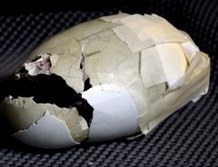 大きくひび割れた『鳥の卵』を、人が卵の欠片とテープで補修　ヒナの奇跡的な誕生の瞬間