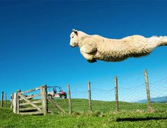羊の国から―　華麗に跳ぶ子羊が秀悦過ぎて、ネットで『大喜利祭り』勃発
