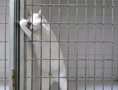 鮮やかなカギ開けテクニックを披露する猫　「私を閉じ込めるだと？無駄なことを」