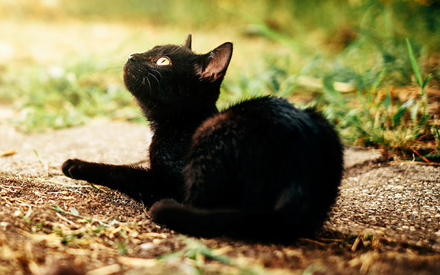 『黒猫は縁起が悪い』という迷信が生まれた本当の理由→「勘違いしててゴメンね」 grape [グレイプ]