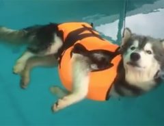 グータラ界に逸材現る　まったく泳ぐ気が感じられないハスキー犬