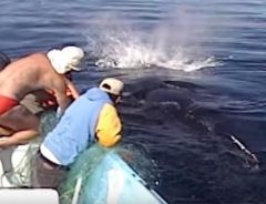 瀕死のザトウクジラを救った一家　クジラから素敵な恩返し
