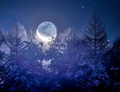 日本の冬は、こんなにも美しい　月光で輝く、雪化粧された長野県の森林