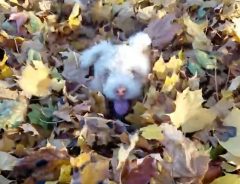 「なにこれ、カサカサするよ！」盲目の子犬、初めての落ち葉に大はしゃぎ！
