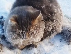 マイナス３５度の中、凍って動けない猫　救出され、温かいお家で幸せに！
