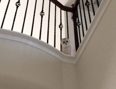 あなたは何に見える？　階段上から家主を見下ろす謎の動物