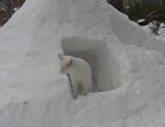 猫のためのかまくらができたよ！　雪が好きな猫たち、大はしゃぎ