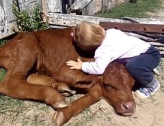 一目で子牛に夢中になった赤ちゃん　子牛に想いは通じたの？