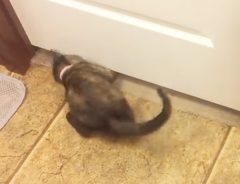 ドアの隙間を通るネコ、あられもない姿をさらす　やめて！可愛さが台無しよ！！