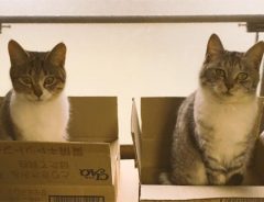 ある愛猫家の名言に共感　「猫にとって箱はね、ただの段ボールじゃないんですよ」