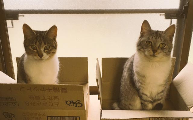 ある愛猫家の名言に共感 猫にとって箱はね ただの段ボールじゃないんですよ Grape グレイプ