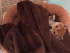 毛布にくるまれて遊ぶ柴犬の可愛さが、神ってる級！