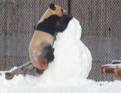 雪だるまをプレゼントされたパンダ　はしゃいだ結果、ハプニングに襲われる