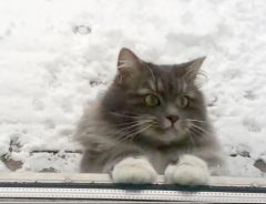 こたつ入ってる場合じゃない！大雪にテンションが上った猫、外へ駆け出す！