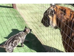 トラがネコを追っかけ、顔を近づけたと思ったら！　ネコ科の絆を感じた
