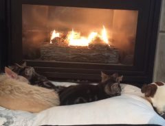 暖炉でぬくぬくの犬と子猫たち 「ごはんだよ！」と言ったら？