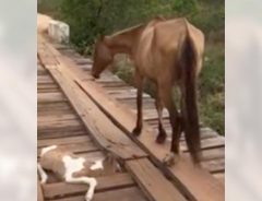 「もう見てられない！」　橋の隙間に挟まった子馬　母馬が立ちすくむ姿を見て男性は