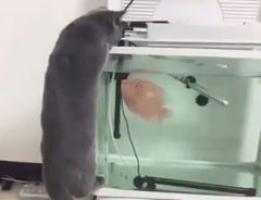 「なんでそうなった？」　水槽の魚に忍び寄る猫に悲劇が！
