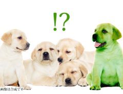 『緑の子犬』ラブラドールから緑色の体毛の犬が生まれた　動画あり