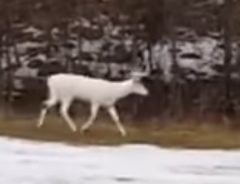 高速道路の脇道でアルビノの白鹿に遭遇！　ドライバーも夢中に！