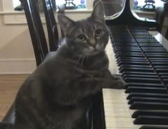 音楽教室のピアノ好きニャンコ　華麗な腕前を披露！