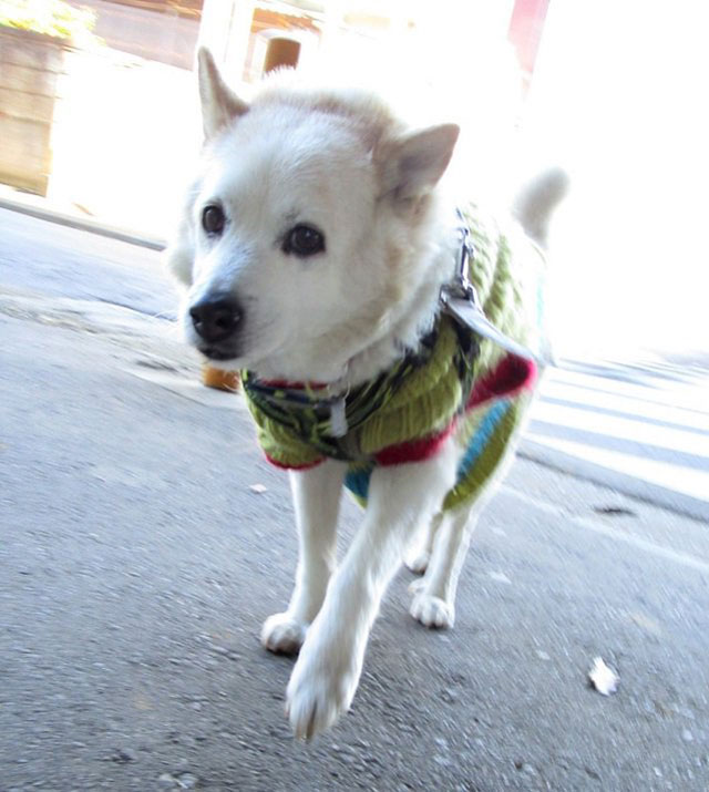 散歩中のおじいちゃん犬 子どもたちに褒められた途端 老紳士に変身 Grape グレイプ