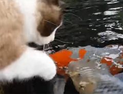 水中の鯉をじっと見つめる猫　鯉が近づいてきた瞬間！