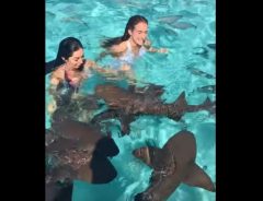 オイオイ大丈夫？　サメの大群と一緒に泳ぐ少女たち